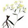 Bupleurum chinense DC. dried root for sale