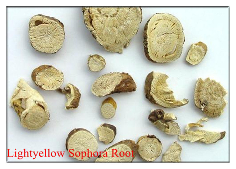 Lightyellow Sophora Root .Kuh-seng,RADIX SOPHORAE FLAVESCENTIS for sale