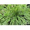 Selaginella lamariscina Spring .dried whole parts for sale