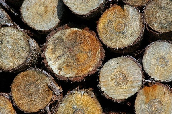Nigeria Koso wood supplier for sale