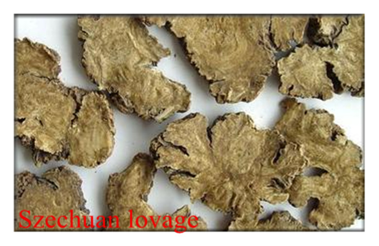 China Rhizoma Ligustici Chuanxiong,Sichuan lovage rhizome,Ligusticum chuanxiong Hort for sale