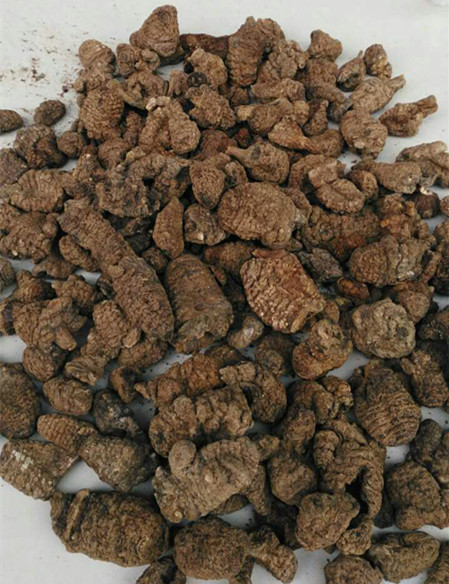 Chinese name:Ribenchuanxiong  Cnidium Officinale Makino for sale