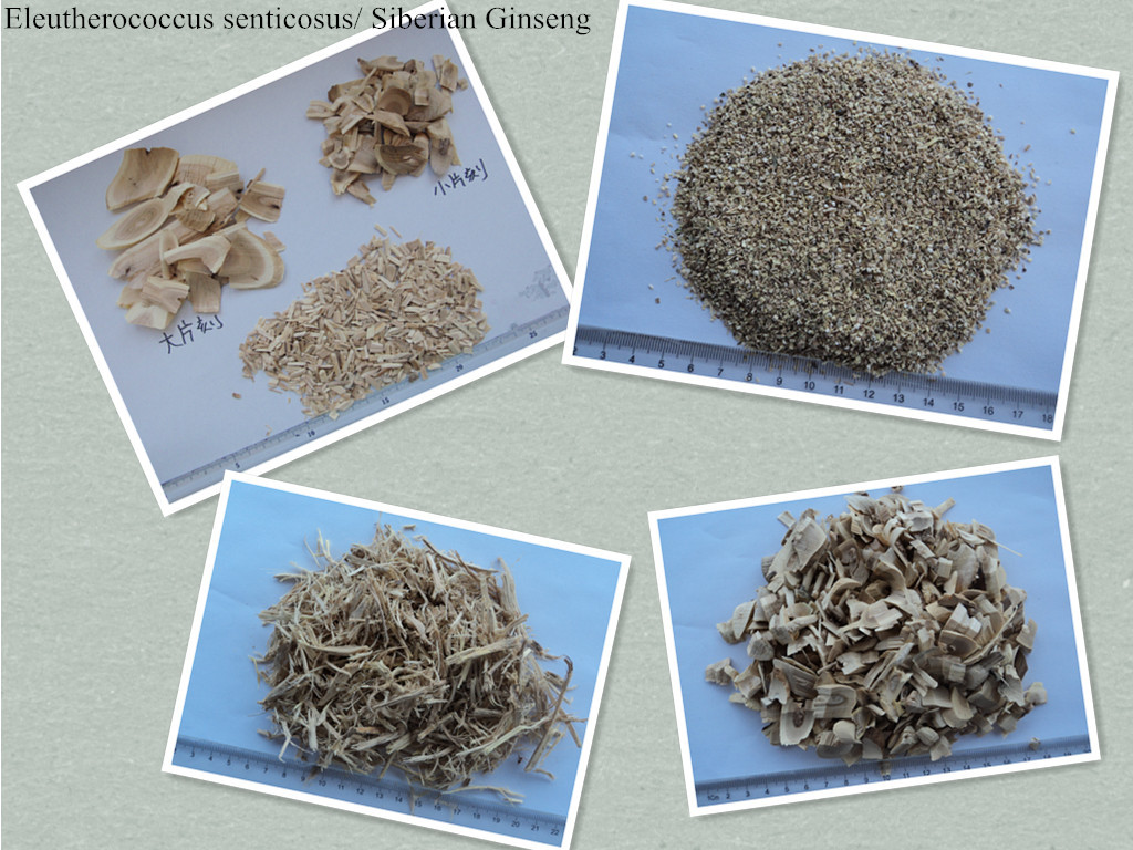 Eleutherococcus senticosus，Siberian Ginseng（root ,stem,leaf and slice ,whole and powder） for sale
