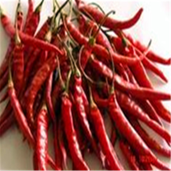 No Pigment Erjingtiao Dried Chilis 16CM Red Stemmed Dehydrating 8000SHU for sale