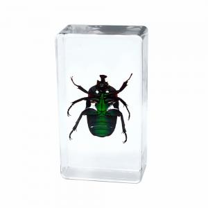 China Insect Amber Resin Craft Table Decoration Paperweight wholesale