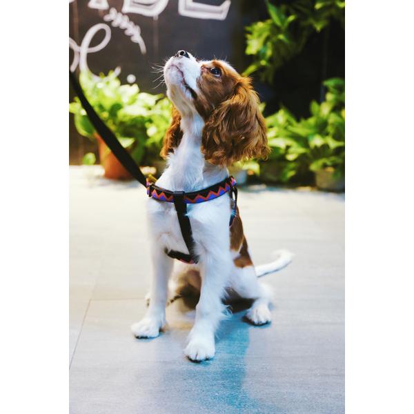 3 Ft 4 Ft 6ft Reflective Dog Lead Leash Purple Training Running Safety Durable