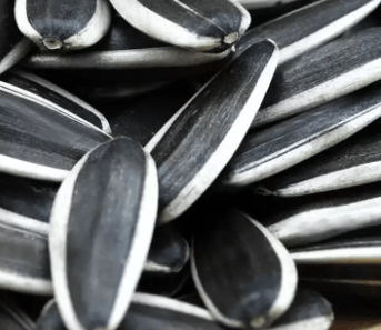 Amazon hot sale Manufacturers wholesale Inner Mongolia high quality sunflower seed raw materials/bird feed