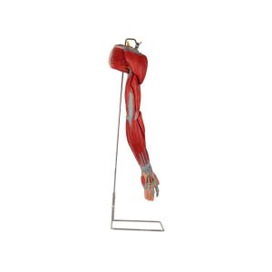China Arm PVC Human Anatomy Model With Main Vessels Nerves wholesale