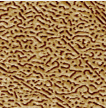 Multi Functional AFM Atomic Force Microscopy Precise Biology Microscope