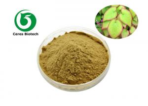 China Pure Natural Epimedium Icariin Herbal Extract Icariin 60% For Enhancing Male Sexuality on sale