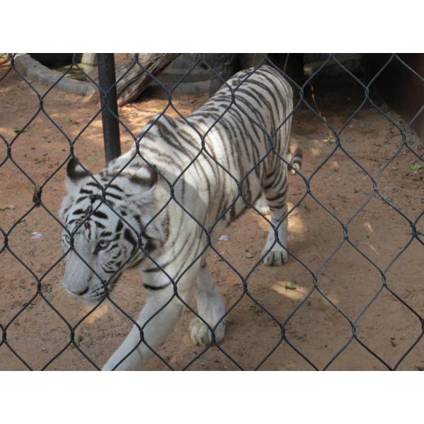 Yuntong Stainless Steel Zoo Mesh 1.2mm-3.2mm Wire Diameter For Zoo Netting