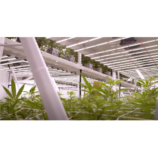 4000lm 395nm Full Spectrum Led Light Bar For Indoor Plant