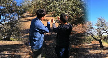 DADI Tinplate 500ml Round Olive Oil Can Circular Tin Containers for OEM/ODM