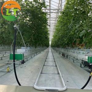 China Customized Width Glass Greenhouse for Growing Tomatoes Colour Transparent on Sale wholesale