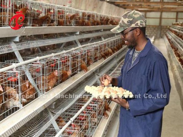 Automatic Layer Battery Cage System Commercial Layer Chicken Cage 3 Tiers Hot Sale Rose
