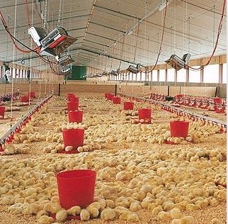 Greenhouse Warehouse Infrared Brooder Heater Gas Catalytic THD2606