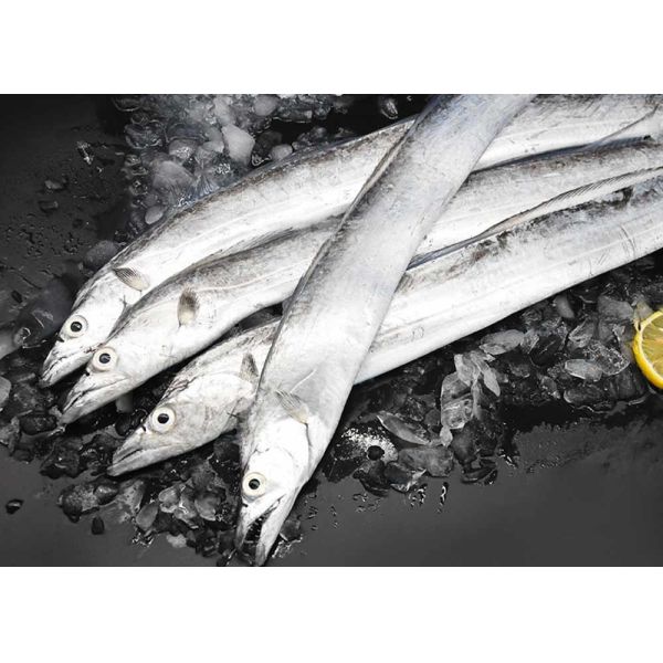 Belt Hairtail Fish Natural Seafood Iso Brc Trichiurus Lepturus