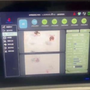 China Intelligent Multi-Grade Walnut Kernel Sorting Machine 750kgs / Hour Stainless Steel wholesale