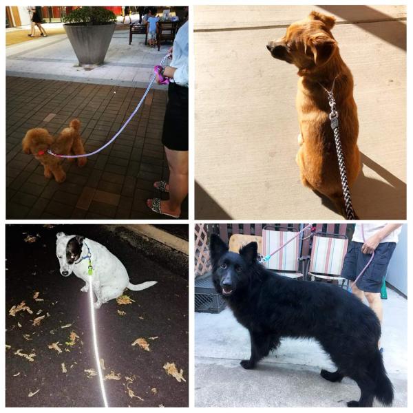 Comfortable Nylon Dog Walking Leash Padded Rope Light Weight Weather Proof