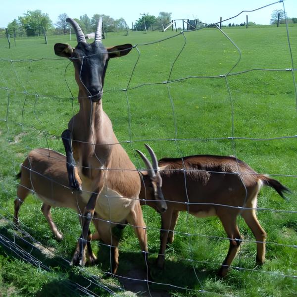 100M Length Corrosion Resistant Easily Assembled Steel Iron Cattle Farm Grille Netting for Farming Livestock Cattle