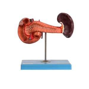 China PVC Anatomical Pancreas Spleen Duodenum Model For Hospitals Teaching wholesale