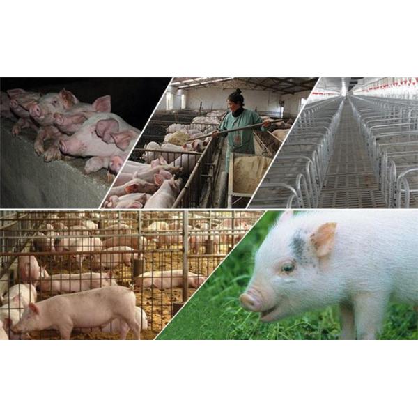 Oval Shape Stainless Steel Hog Waterer Hog Waterer Tank Pig Water Drinkers