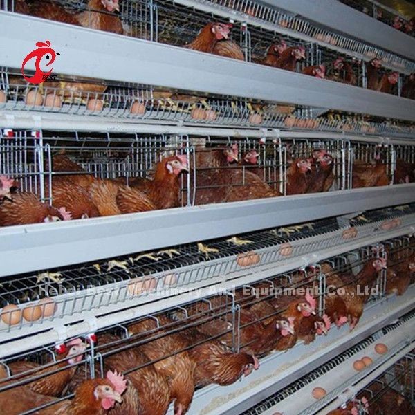 Maximize Rearing Efficiency With Chicken Husbandry Cage System Cage Type A Rose