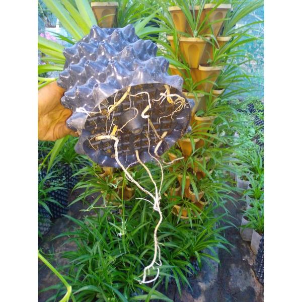 Convenient and eco-friendly pruning container root pot for wholesales