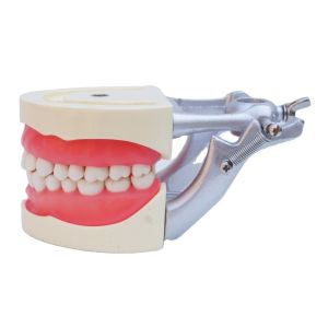 Standard Model Teeth Practice Dental Student Acrylic Resin Dental Typodonts With DP Articulator