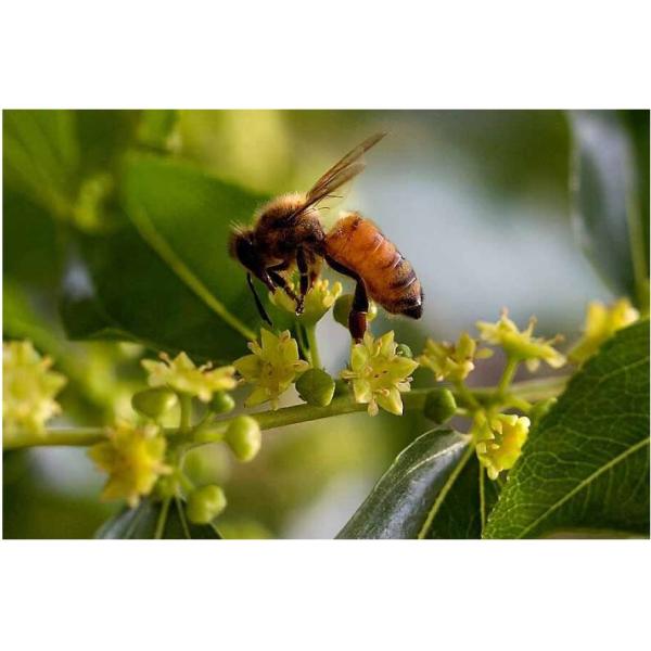 Beestar Fresh Natural Sidr Honey Without Any Additive Natural Bee Honey Raw Honey For Health Care