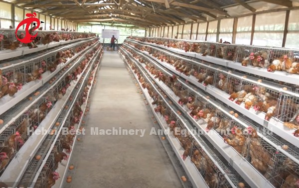 H Type Layer Battery Cage System 4 Rows Layer Poultry Farm Equipment CE Approval Sandy