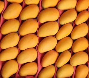 China Electric Fruit Mango Juice Production Line 2.2KW - 4KW on sale
