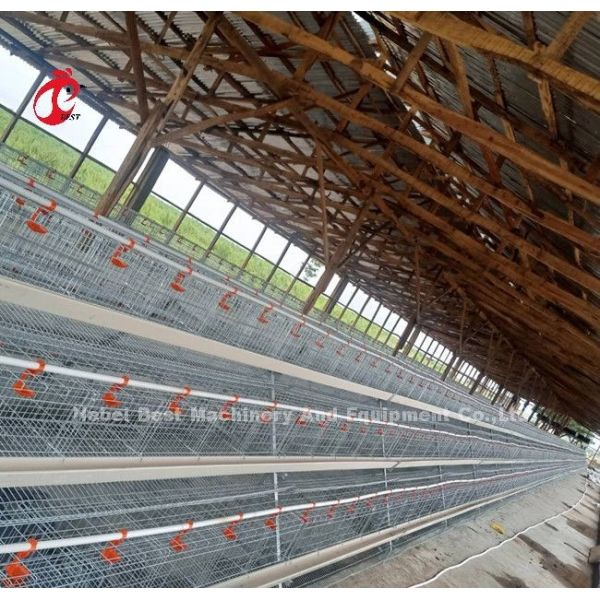 Chicken Farm 3 Tier Battery Cage System In Poultry Sandy