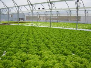 China Vegetable Commercial Hydroponic Greenhouse / NFT Greenhouse Less Pests Diseases on sale