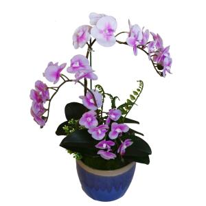 Buy cheap Wholesale Potted Silk Orchids from wholesalers