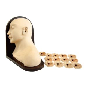 China Advanced right ear inspection Clinical simulation for hospital training wholesale