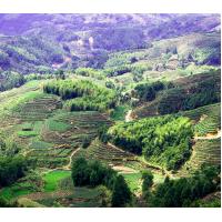 China Ecological small green tea shouning mountain cloud tea 2018 new tea drying green for sale