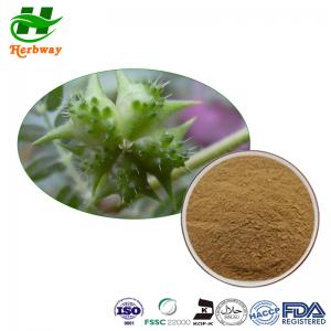 China Tribulus Terrestris Extract 40%-95% Saponins Powder Food Grade wholesale