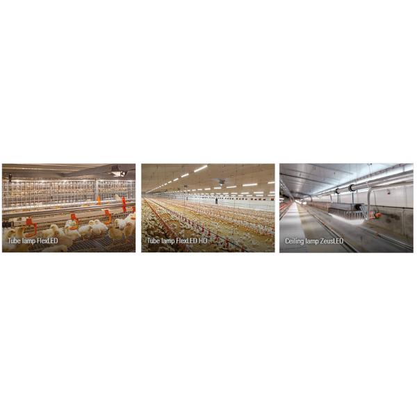 Prefabricated Livestock Shed Design Steel Structure Poultry House for Cow Pig Cattle Barn