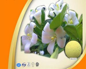China Yellow Organic Quercetin Powder Boosting Immune System 98.0% HPLC wholesale