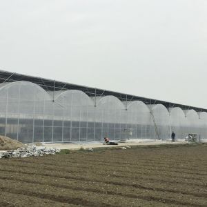China Inner Shading System Side Ventilation Multi Span Greenhouse Automatic Control wholesale