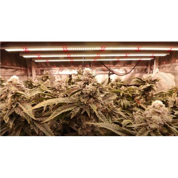 Dimmable 400 Watt 3500K Vegetative Grow Light