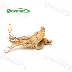 China Ginseng Rootlets Organic Dried Herbs Improving Immunity / Food Supplement wholesale