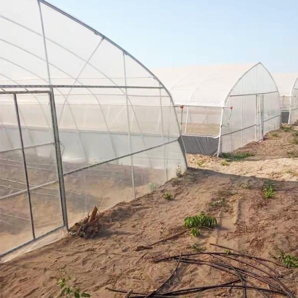 Single-span PE Covered Tunnel Plastic Greenhouse For Strawberry Grape Raspberry