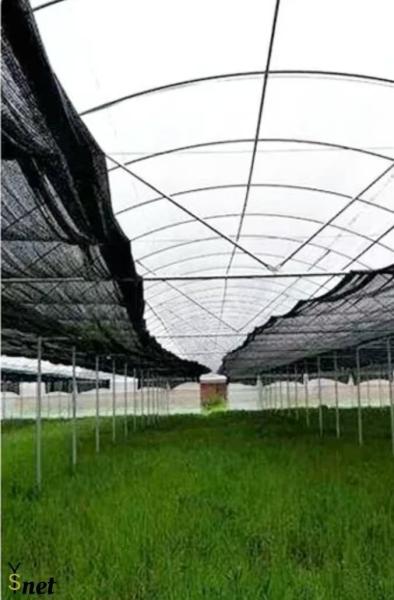 Quality Agricultural Sun Shade Net 1m - 15m Width HDPE Fabric Shade for sale