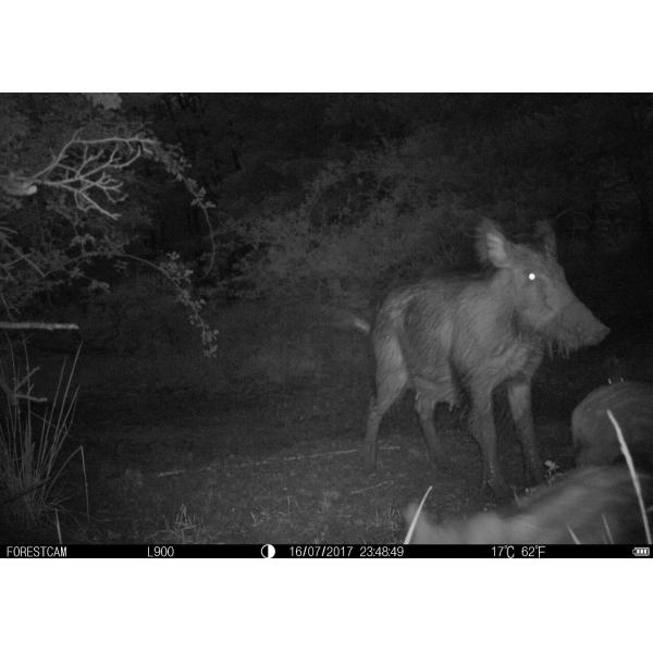 Mini Camouflage Game Trail Hunting Camera 12MP 99*68*37mm Easy Setup