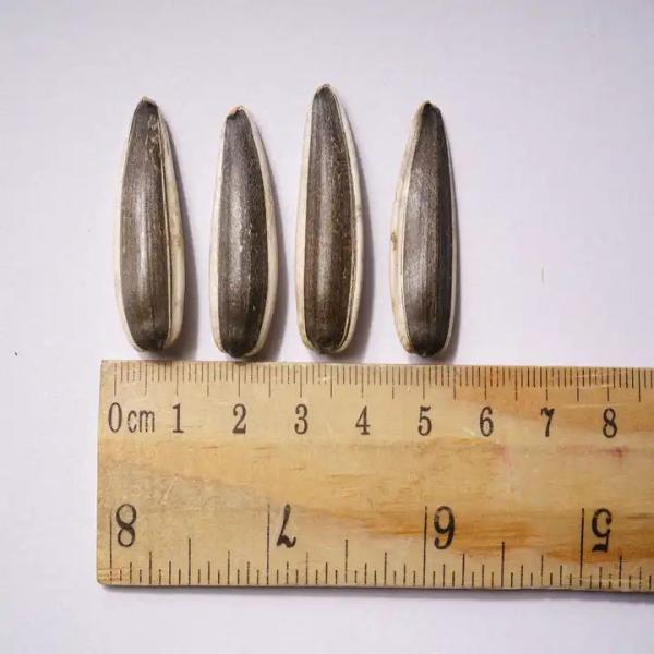 Chinese Cheap Price Hot Sell Peeled White Spiced Salted Sunflower Kernels Amazon hot sale