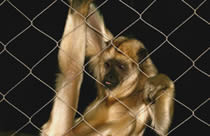 stainless steel aviary mesh ss rope mesh stainless steel rope net for zoo