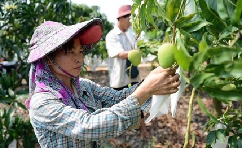 Mango/Pear/Guava/Pear growing bag machine/Universal fruit growing bag machine