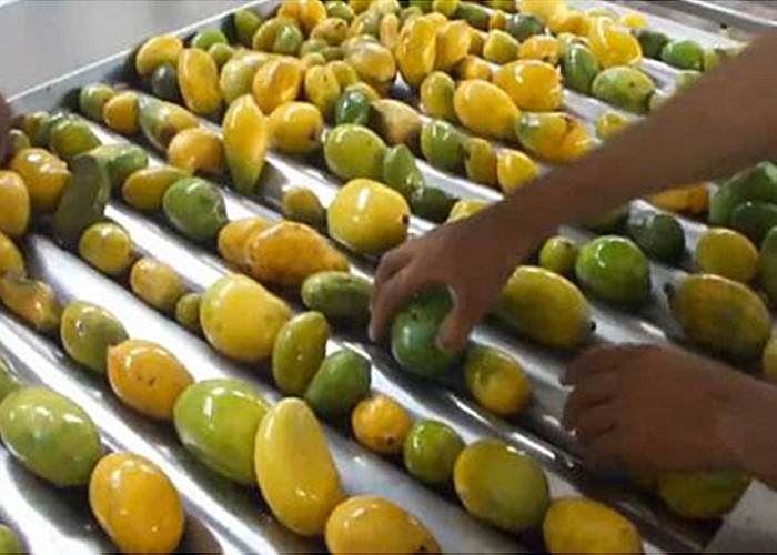 Quality Advanced Dried Mango Processing Machine / Commercial Mango Drying Machine for sale